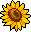 Sunflower Petal