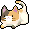 Calico Head Cat