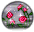 Rose in the Fog