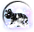 Black Tiger of Snowy Night