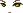 Crow Face
