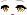 Sapphire Face
