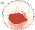 Soft Dandelion Seed Hair, orange