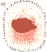 Soft Dandelion Seed Hair, orange